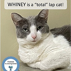 Thumbnail photo of Whiney #1