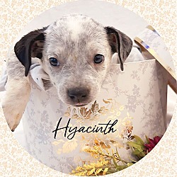 Thumbnail photo of Happy HYACINTH #1