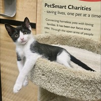 adopt a pet