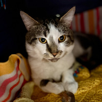 adopt a pet