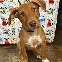 adopt a pet
