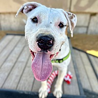 adopt a pet