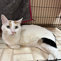 adopt-pet