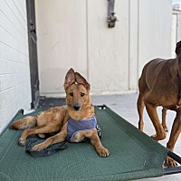 adopt a pet