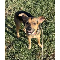 adopt-pet