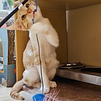 adopt a pet