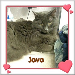Thumbnail photo of Java - Zero Adoption Fee #1