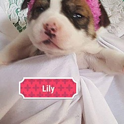 Thumbnail photo of Lilly #4