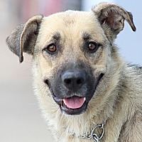adopt a pet