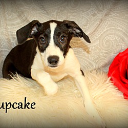 Thumbnail photo of Cupcake ~ meet me! #3