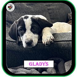 Thumbnail photo of Gladys - The "G" Litter #3