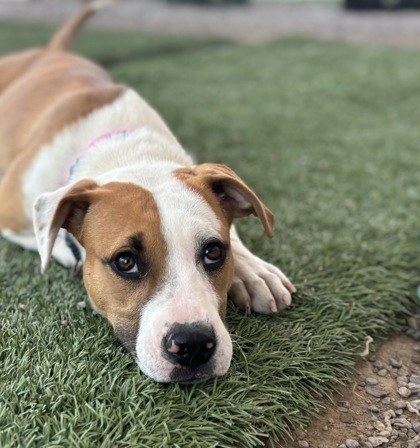 Chandler, AZ - Australian Cattle Dog. Meet Seraph a Pet for Adoption ...