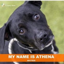 Thumbnail photo of Athena #4