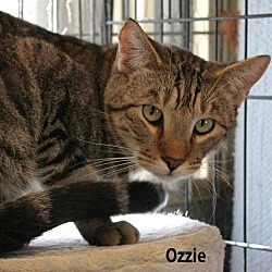 Photo of Ozzie