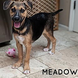 Thumbnail photo of MEADOW #2