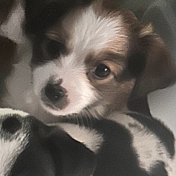 Thumbnail photo of Maple #2