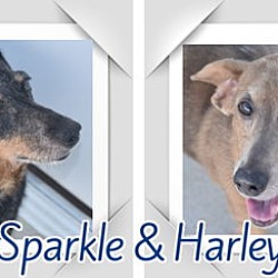 Thumbnail photo of Harley and Sparkle in TN(bonded pair) #1