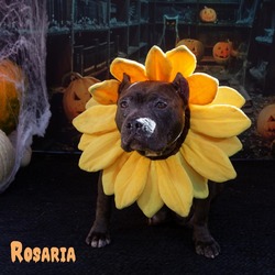 Thumbnail photo of Rosaria #1