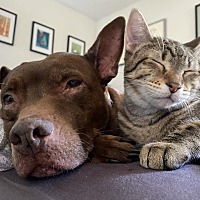 adopt a pet