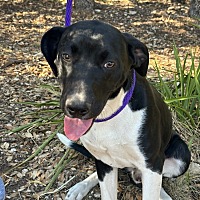 adopt-pet