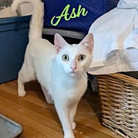 adopt a pet