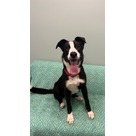 Adopt A Pet :: Jack Jack - Jackson, MI