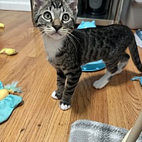 adopt a pet