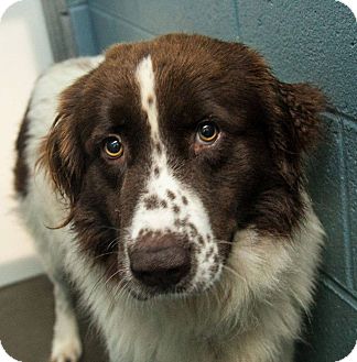 New Boston, NH - Australian Shepherd. Meet Ernie a Dog for Adoption.