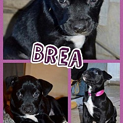 Thumbnail photo of Brea #1