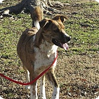 Beebe Humane Society's Desperate House Dogs (PA) in Harrisburg, Pennsylvania