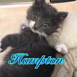 Photo of Hampton