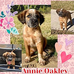 Photo of Annie Oakley