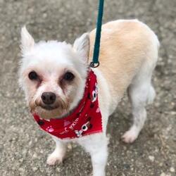 2nd chance animal rescue of richmond inc