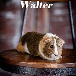 Thumbnail photo of Walter #1
