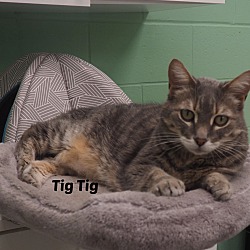 Photo of Tig Tig