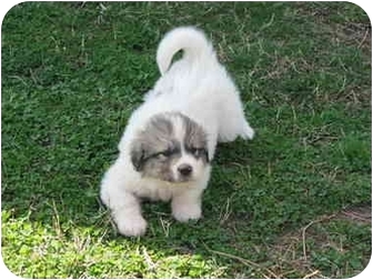 Drumright Ok Anatolian Shepherd Meet Puppies A
