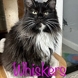 Photo of Whiskers