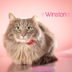 Thumbnail photo of Winston #2