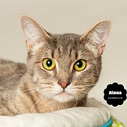 Photo of ALANA (Gentle and Quiet)