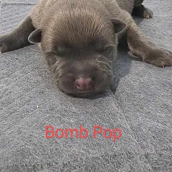Photo of Baby Firecracker- Bomb Pop - Located in Texas