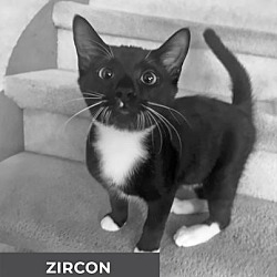 Thumbnail photo of Zircon #2