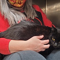 adopt a pet