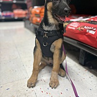 adopt a pet