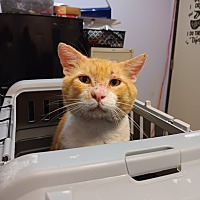 adopt a pet