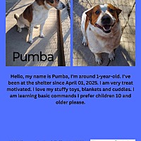 adopt a pet