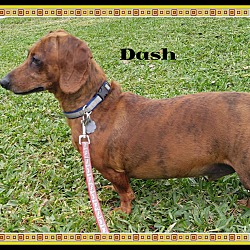 Thumbnail photo of Dash #2