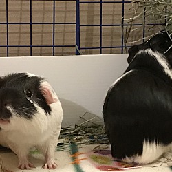 Thumbnail photo of Oreo and Milkshake #2