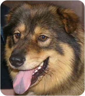 Homewood, AL - Australian Shepherd. Meet Sarah a Dog for Adoption.