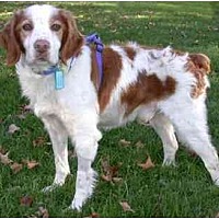 Photo of Brittany Dogs - Rescue groups