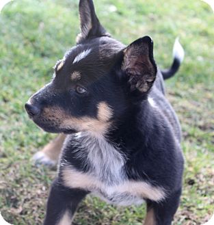 australian shepherd rottweiler mix puppies for sale bailey adopted puppy la habra heights ca german shepherd australian shepherd rottweiler mix puppies for sale bailey adopted puppy la habra heights ca german shepherd